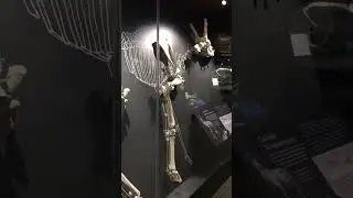 FÓSILES ORIGINALES Y ESQUELETOS COMPLETOS - Sala de Paleontología del MARPA