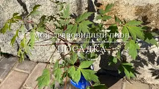 Мой древовидный пион. Весенняя посадка