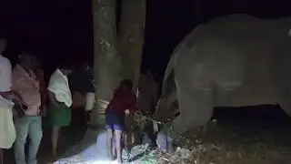 ഇടഞ്ഞ ആനയുടെ പുറത്തു പാപ്പാൻ 10 മണിക്കൂറുകളോളം | Elephant attack video