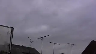 голуби енакиево Олег лепа  голуби в енакиево, летные, николаевские