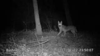 Yote #1 checking out pile