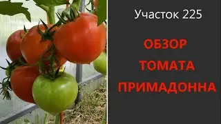 Томат Примадонна. Уверенный хорошист!