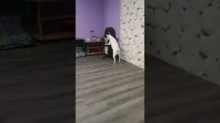 Бультерьер и сфинкс