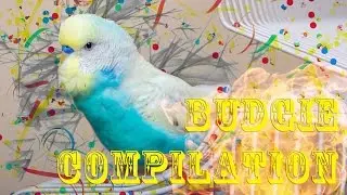 Budgie Compilation