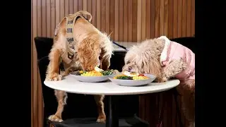 Brisbane hotel's chef created doggie dining has tails wagging