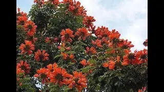 A TREE THAT KILLS OUR NATIVE BEES.