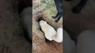 Волкособы устраивают побег 😎