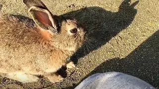 Very pampered wild rabbit
