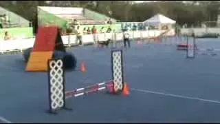 Kay de La Silla Agility Club en el Perrotón de Dog Chow