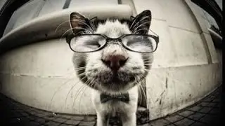 Посылки с Aliexpress: распаковка галстука для кошек и собак