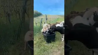 They won't even let him cool off