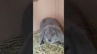 Наша новая крольчиха Бонни. 