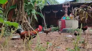 @redjunglefowl9201 @khmer junglefowl