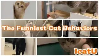 The Best Cat Videos Of 2022 || The Funniest Cat Behaviors