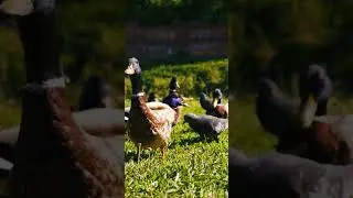 Утка кряква . А какие виды уток знаете вы ?!