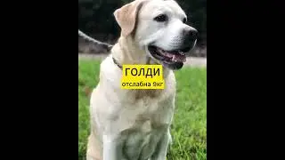 Храна за кучета с наднормено тегло