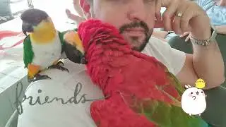 All birds big and small