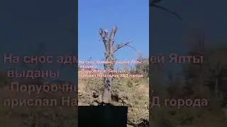 Снос целого склона деревьев в Ялте под строительство