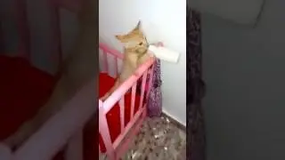 Прикол китайцев.