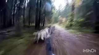 Кусочек трассы на сумашедшей упряжке