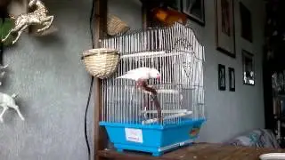 Valentin