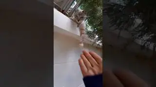 Коля /Kола Thai  #cat Беглец