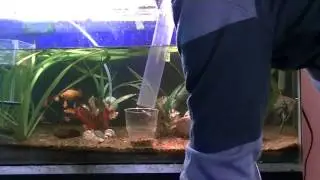 como limpio una pecera para mantenerla
