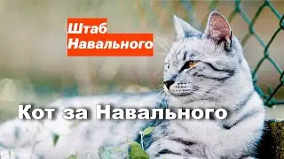 Кот за Навального