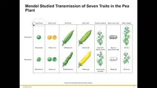 Single Gene Inheritance