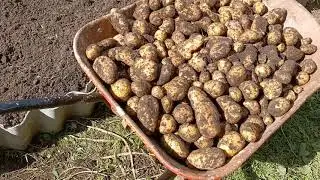 Картошка в грядке и рекордный урожай  без особых усилий.