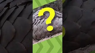Facts About Unusual Animals: The Pangolin Animal Video