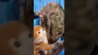 глупий шпиц 14 серия конец 1 сезона 
