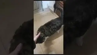 Bonita la bonita 😺 #6  Temporada 5 (2023)