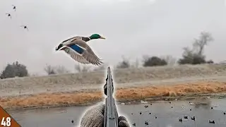 DECOYING Late Season Mallards CLOSE! (Limited Out) | 28 Gauge Duck Hunt