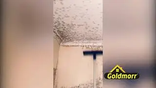 Conquering Mold Contamination with the Goldmorr System