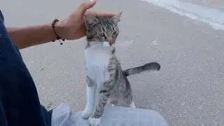 A tiger cat presented to me with a talk was very cute.