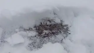 Привет солнечному Сыктывкару!, из Мошен