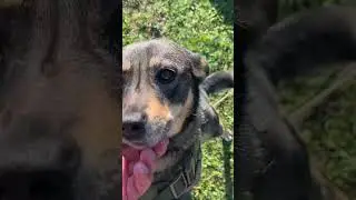Охрана на диком карп фишинге 