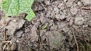 ants vs. caterpillar