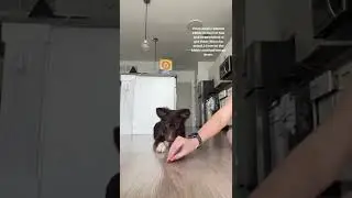 How I taught my puppy to crawl