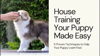 Say Goodbye to Accidents: 5 Proven Techniques for House Training Your Pup