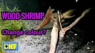 Woodshrimp species profile #2 - changing colour.
