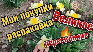 Покупки распаковка, семья ищет дом на Кубани уже год. Переселение цыплят в сарай, стресс для всех