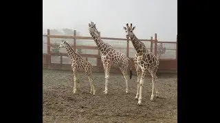 Oliver Meets Tajiri - Giraffe Reunion