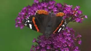 The Best Relaxing Butterfly Video and music | Relaxing Video | GIS Planet