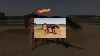 У этой лошади IQ 200 ❤ 