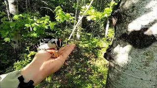 Ewan Dobson - Hairy Woodpecker Nest [June 08 2020]