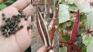 How to save okra (bhindi) seeds