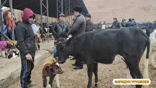 Молбозори ш.Истаравшан нархои оча бача говои...