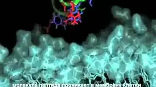 Затормозить приход старости. НПЦРиЗ. 100peptidov ru